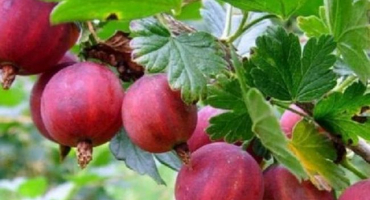 Popis odrůdy růžový angrešt ural, pravidla výsadby a péče